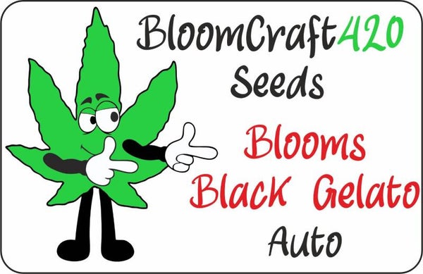 Bloom's Black Gelato - Auto