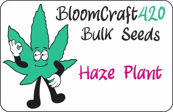 Haze Plant - Photo