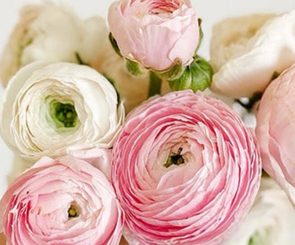 Ranunculus Chamallow