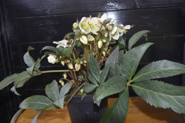 1.Helleborus Lovely Collection Emma