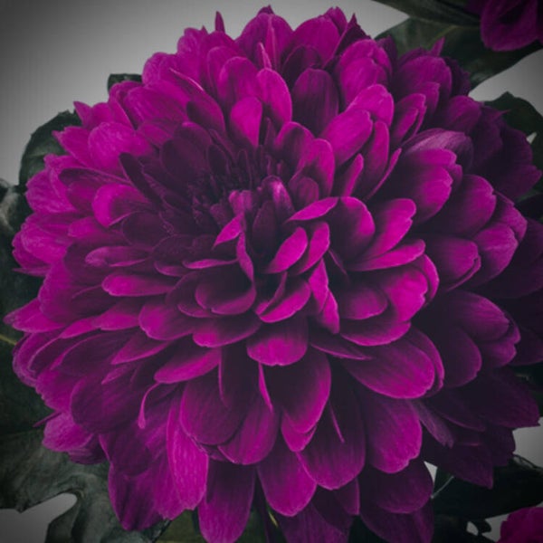Chrysanthemums Purple Kisses Collectie