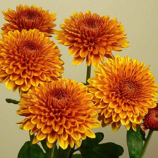 Chrysanthemum Bruno Bronze