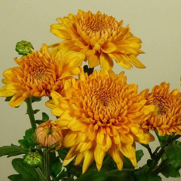 Chrysanthemum Gompie Bronze