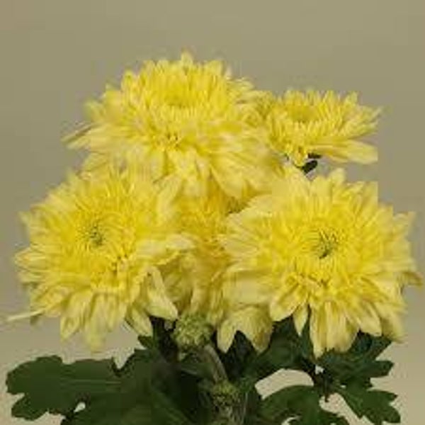 chrysanthemum Gompie Lemon
