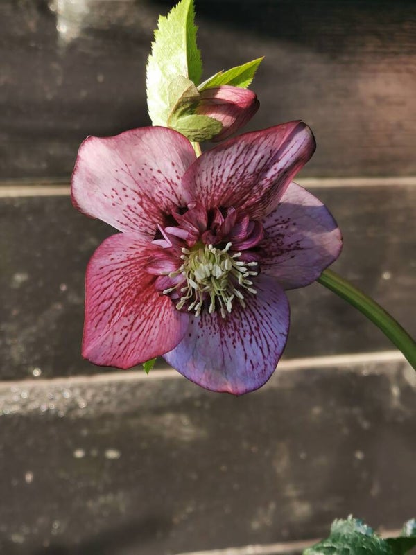 23. VIV Collectie nr. 271