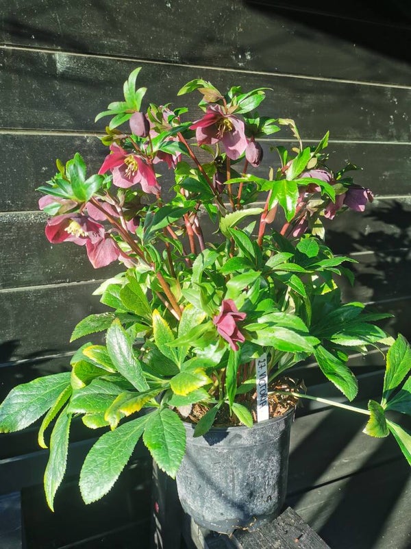 27. VIV Collectie Victoria