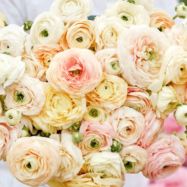 Ranunculus Wedding pastels