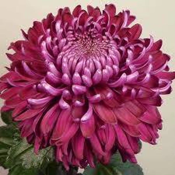 chrysanthemum Regal Mist Purple