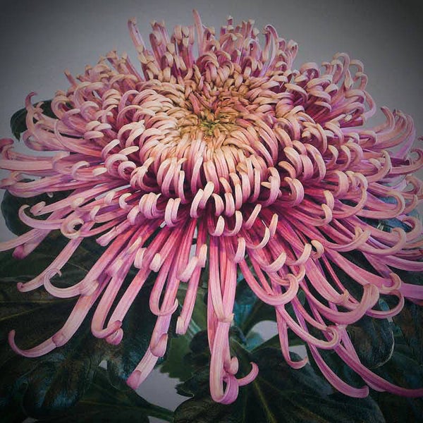 Chrysanthemum  Saratov Lilac