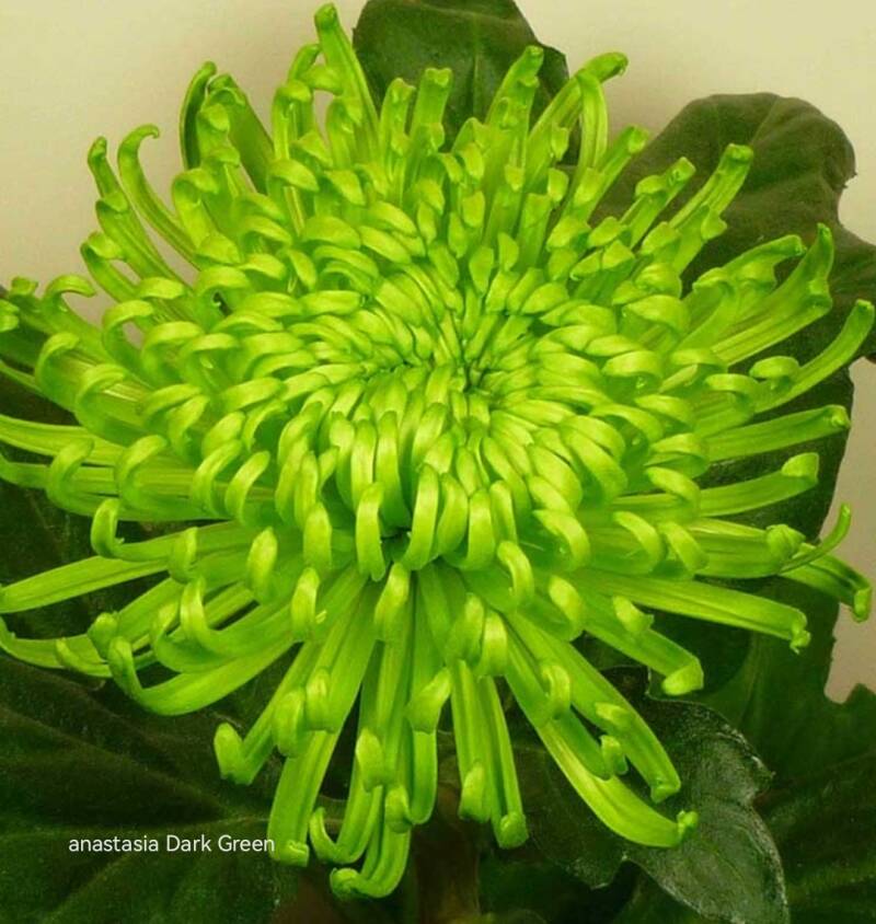 Chrysanthemum Anastasia Dark Green No Supermarket Flowers