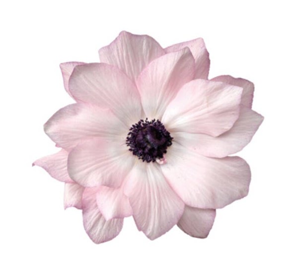 Anemone Mistral Edge Rosa