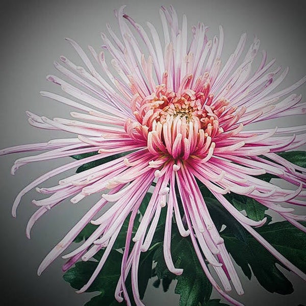 Chrysanthemum Spiro Pink