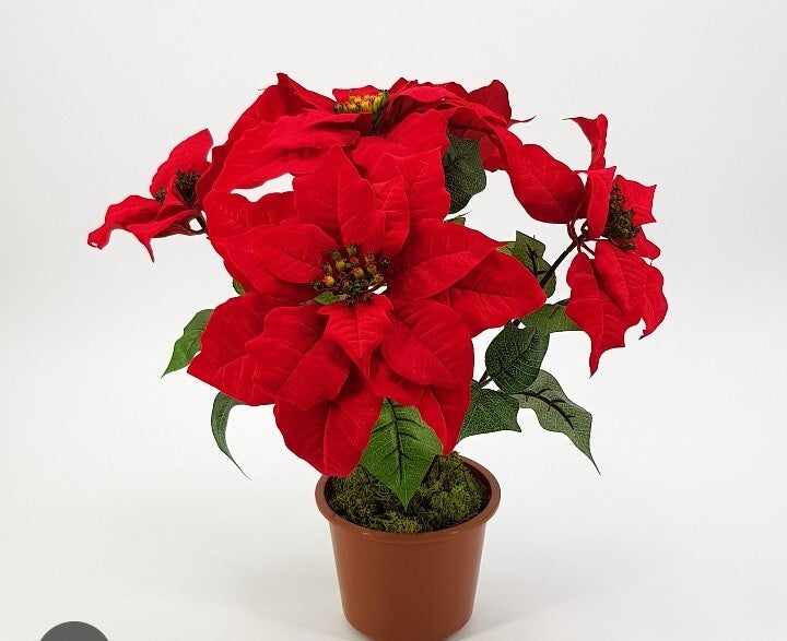 Pianta stella di natale 