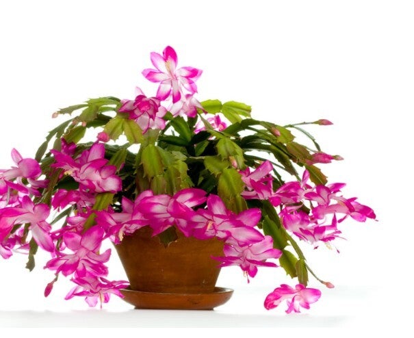 Pianta cactus di natale