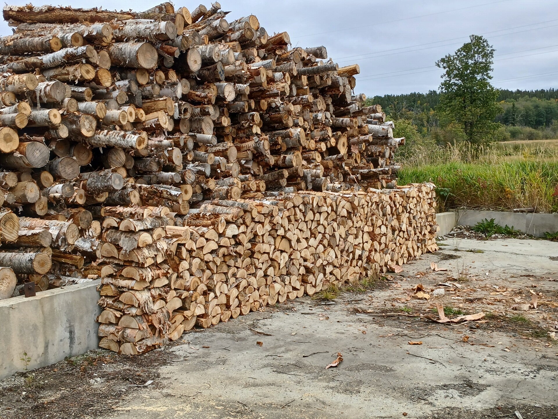 Bois chauffage bouleau