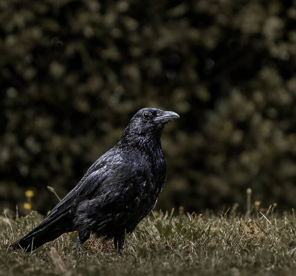 Dark Sentinel