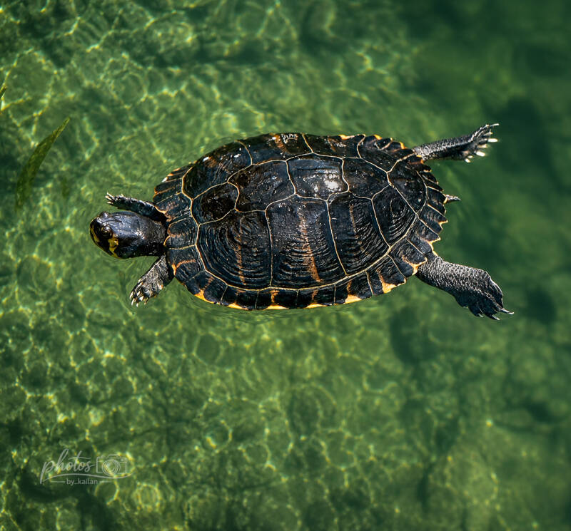     Waterschildpad zwemmend in het heldere water van Lago Maggiore, Italië.
