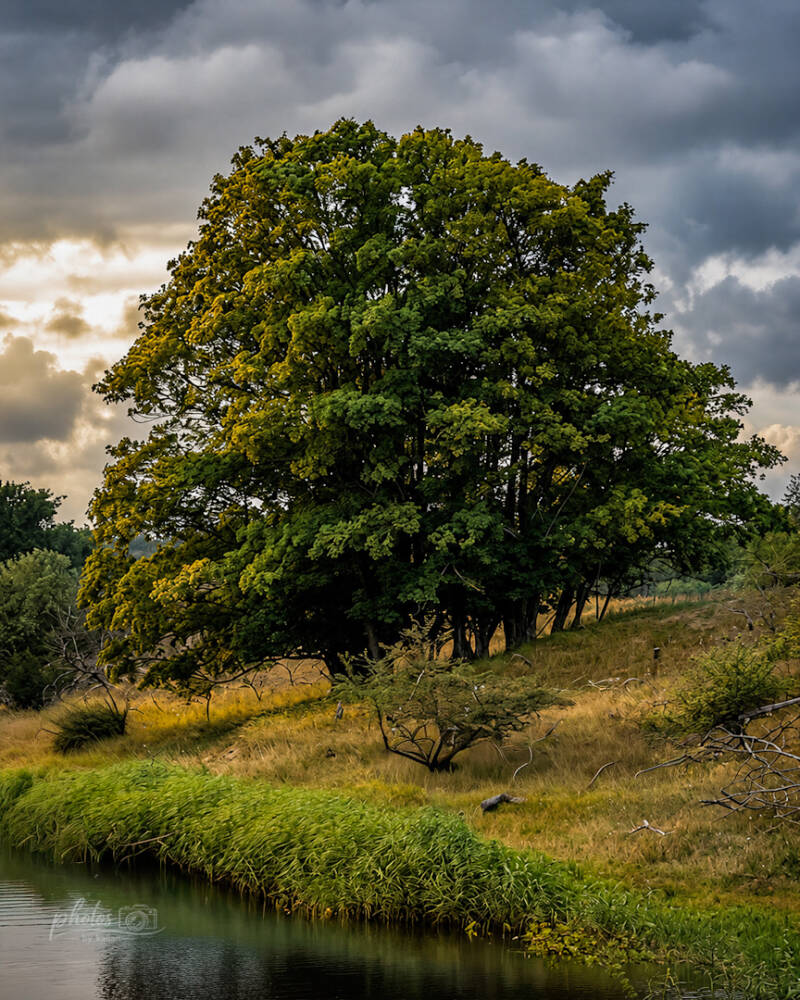 Een grote boom in een natuur landschap met zonlicht tussen de bladeren door