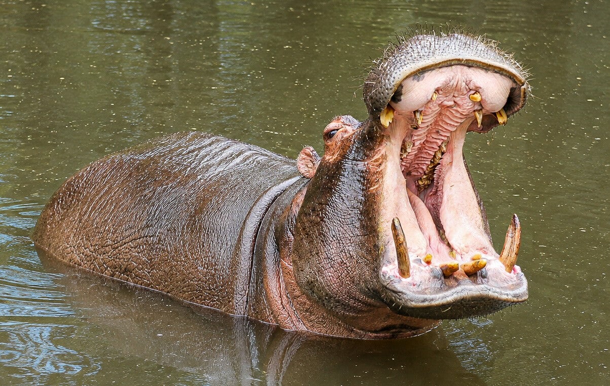 Mighty Yawn