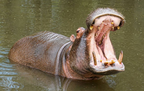 Mighty Yawn