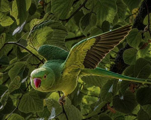 Emerald Wings