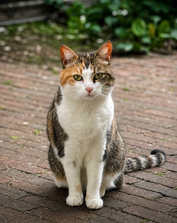 The Watchful Cat
