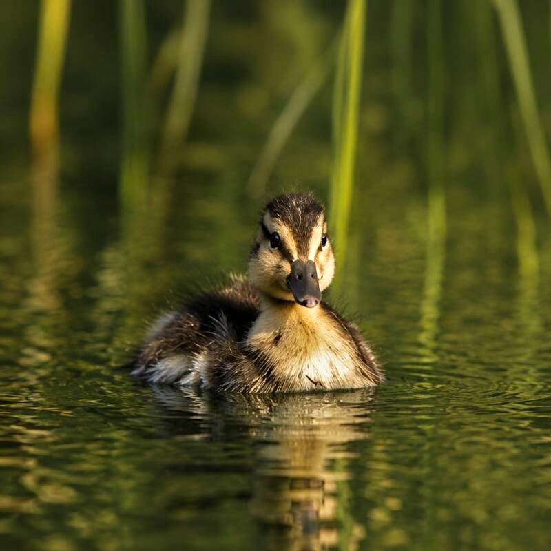     Wild eendje zwemmend tussen het heldere water.