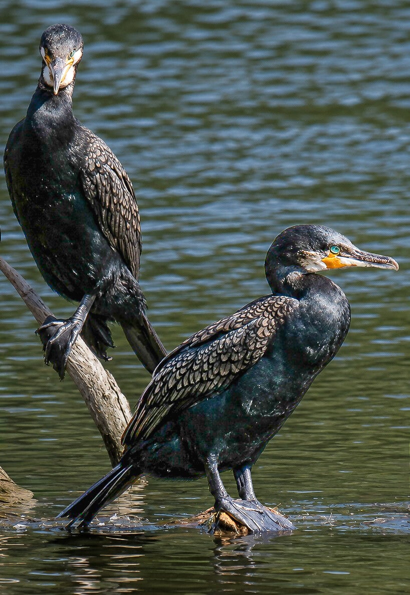 Waterside Watchers