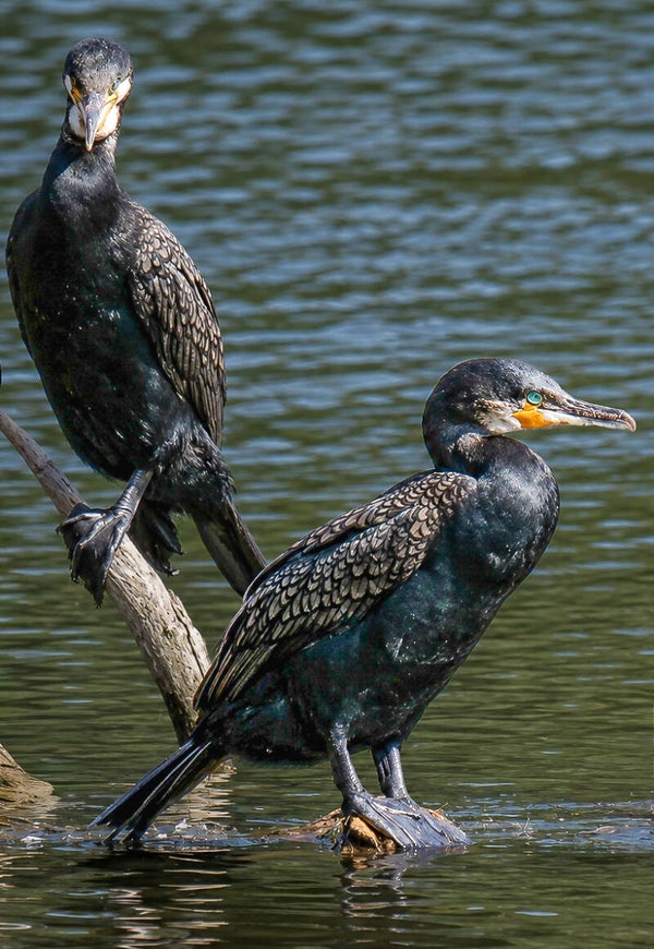 Waterside Watchers