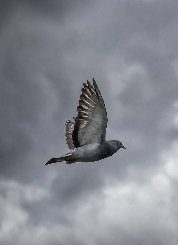 Into the Grey