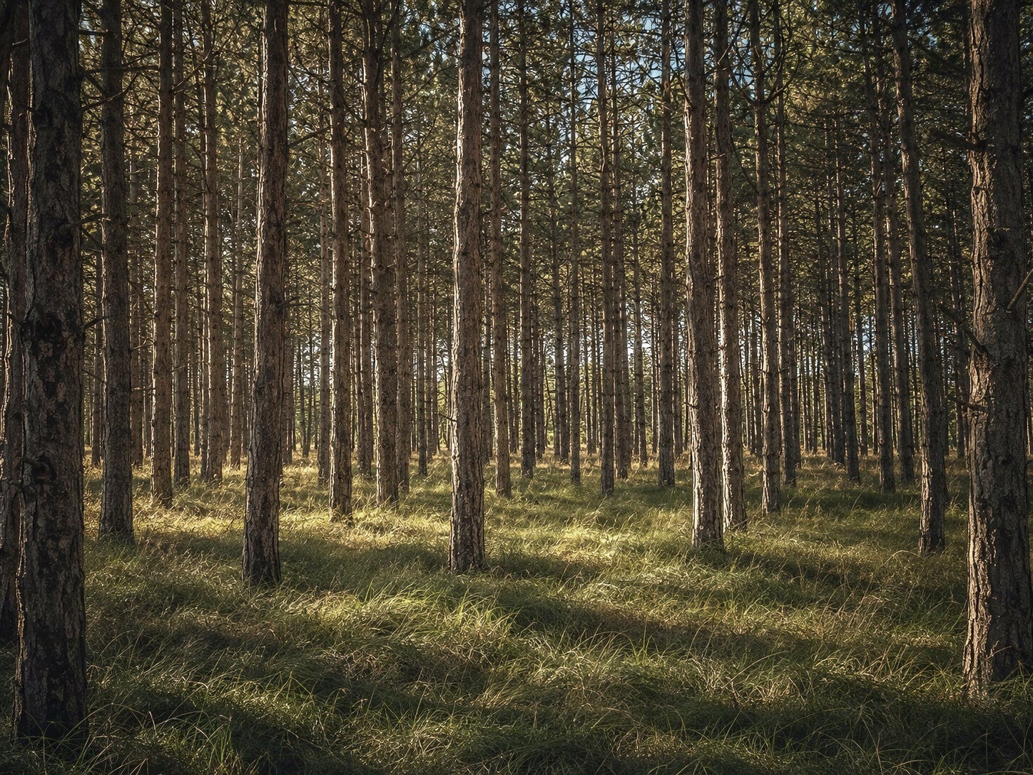 Between the pines