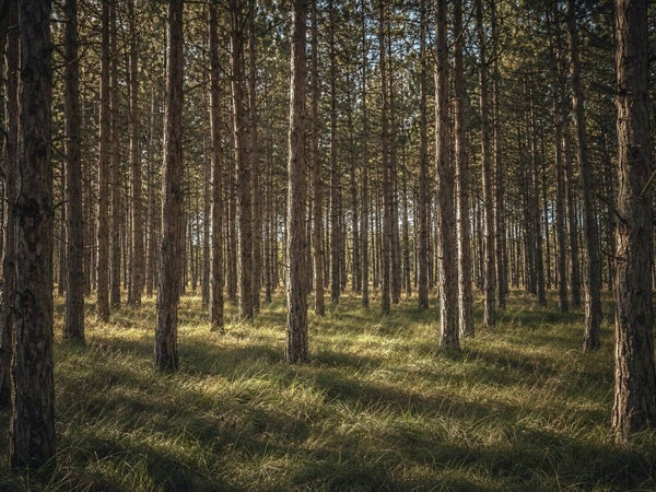 Between the pines
