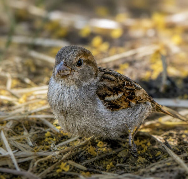 Little Wanderer