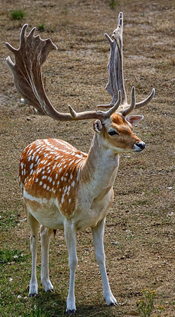 rowned by Nature