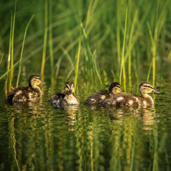 Golden Ducklings