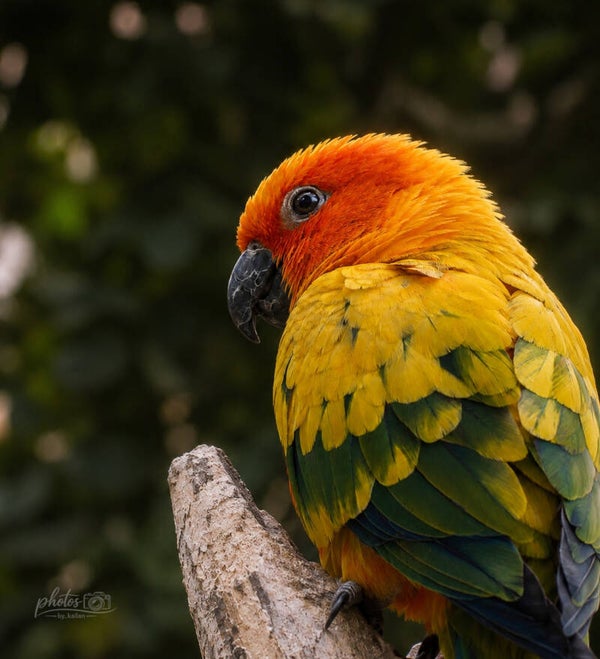 Sunlit Feathers