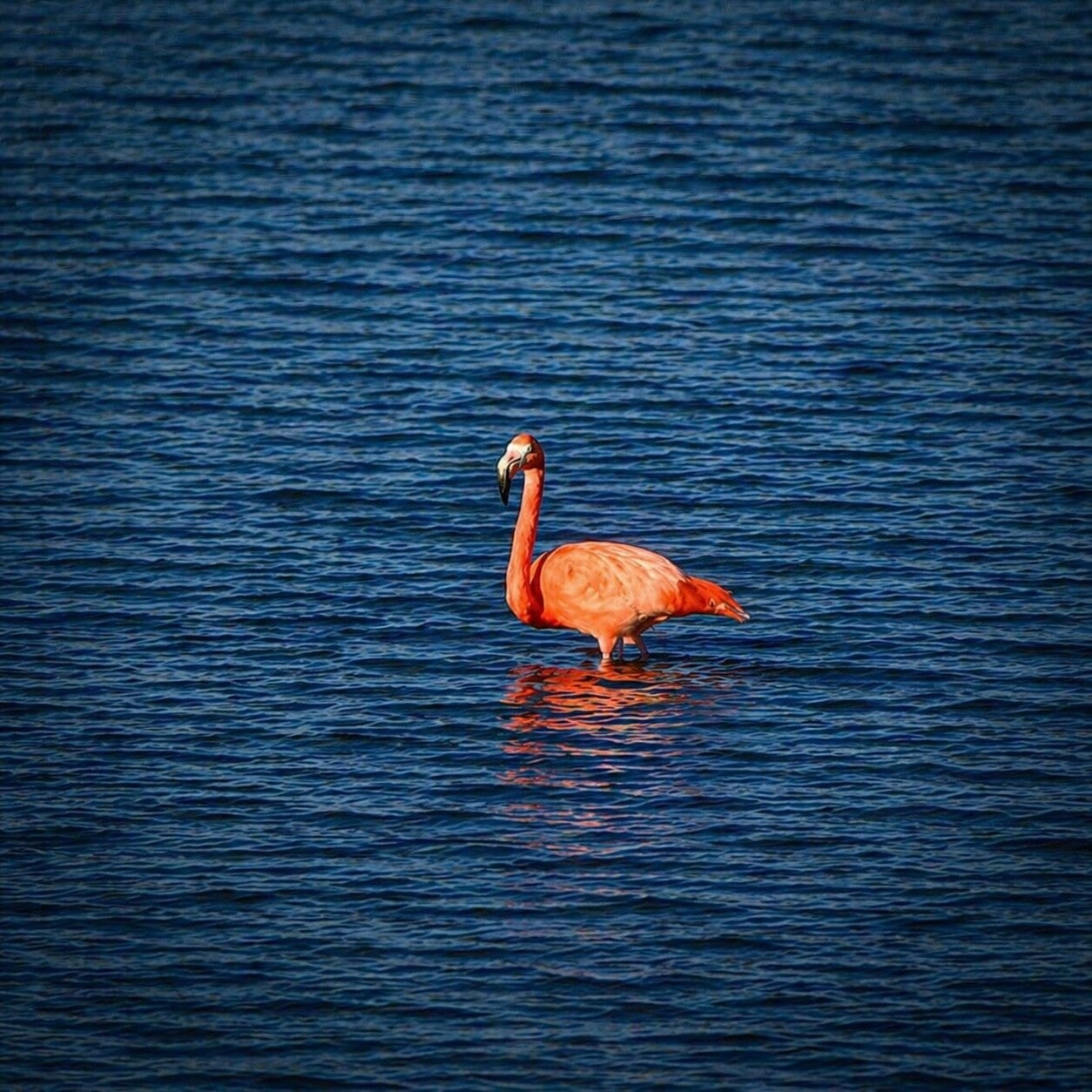 Flamingo in Blue