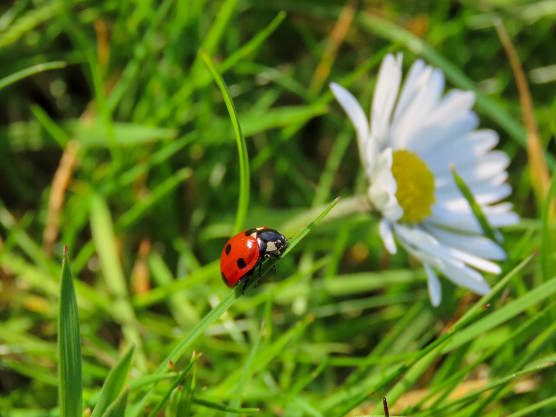 Ladybug Among the Daisies