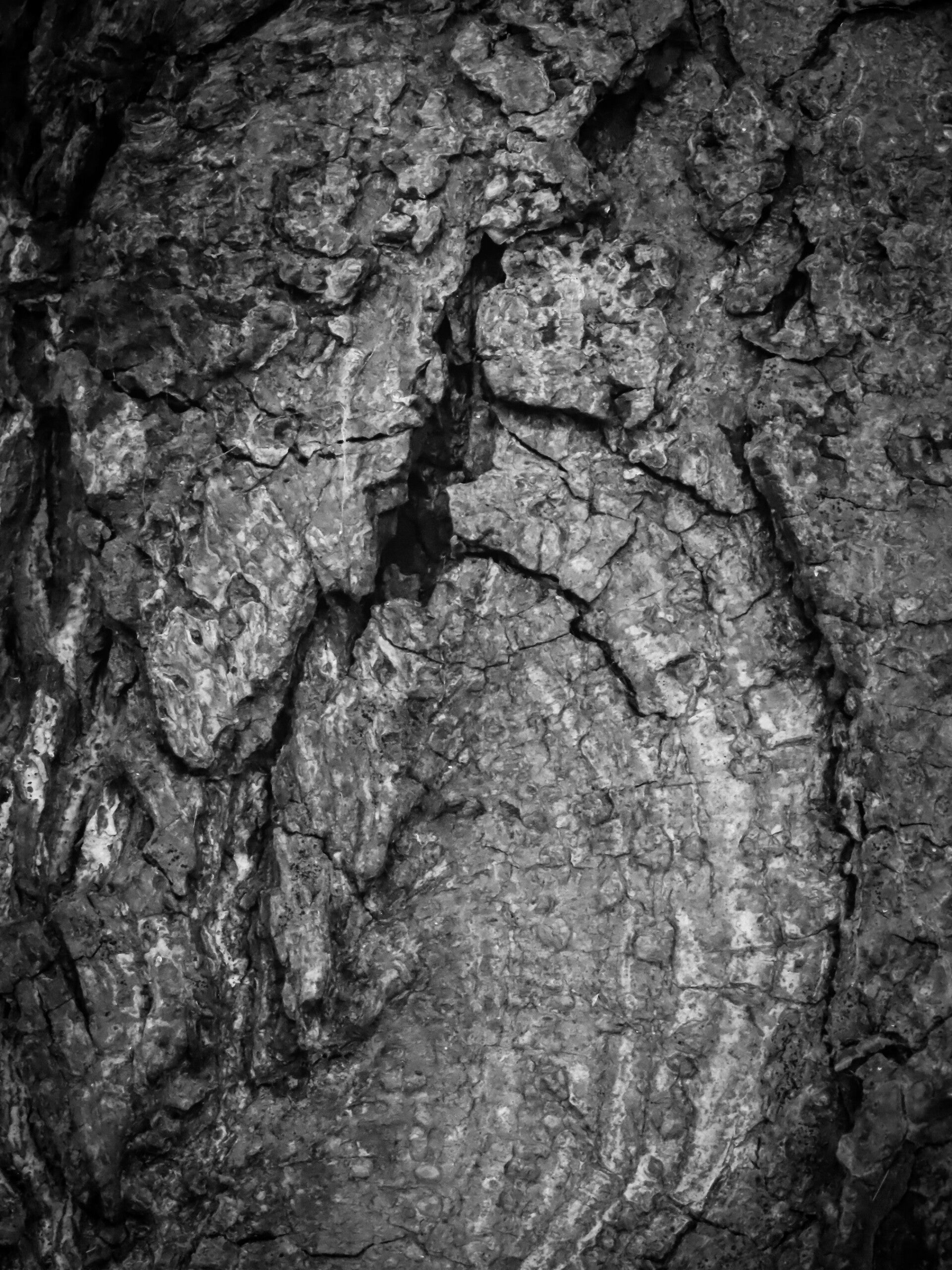 Close up van boomschors in zwart-wit