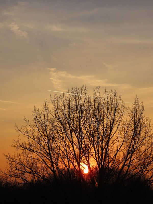 Golden Silence
