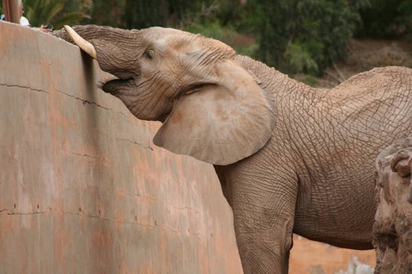Gentle Giant