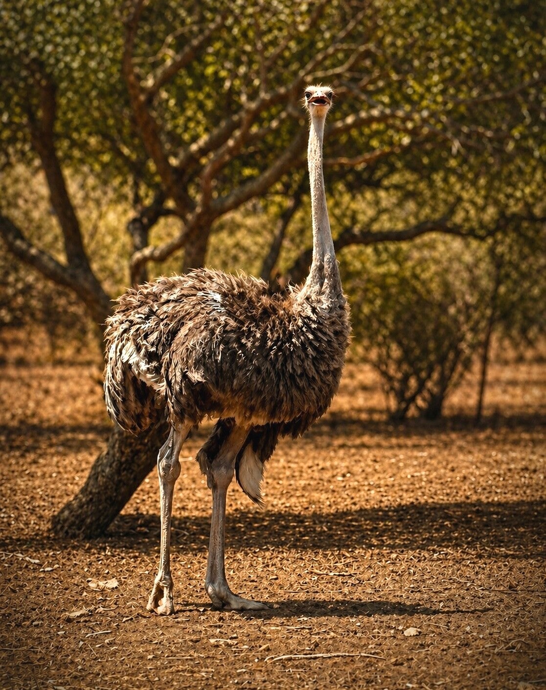 Savannah Spirit