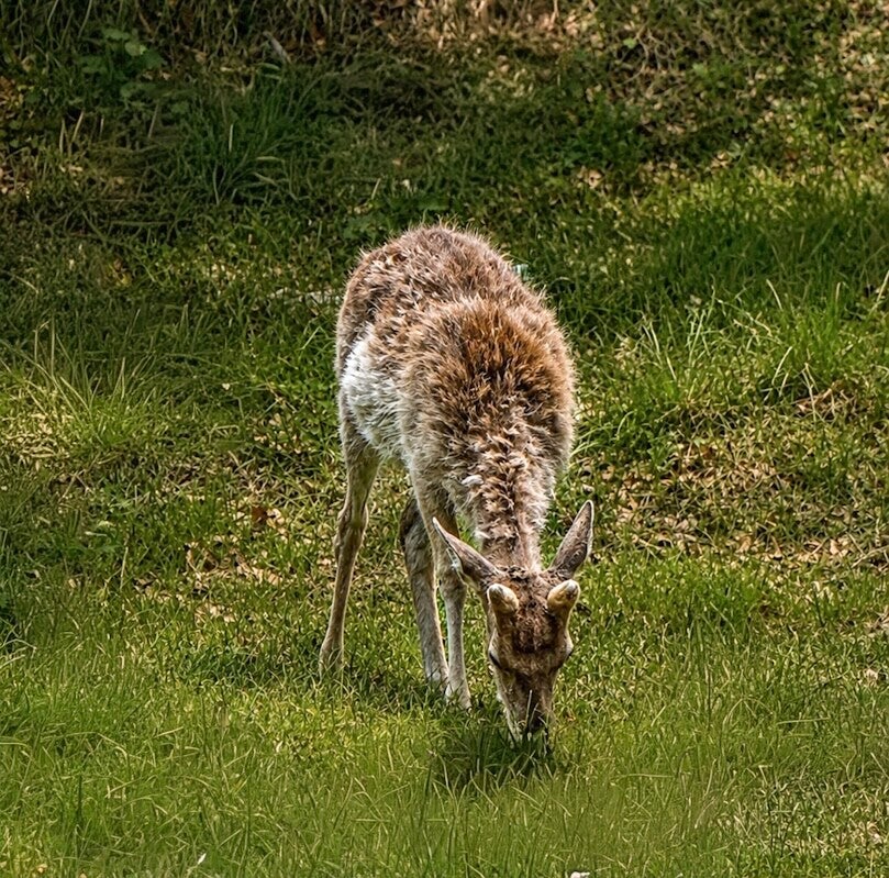 Peaceful Grazer