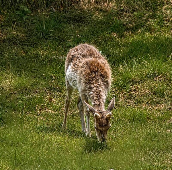 Peaceful Grazer