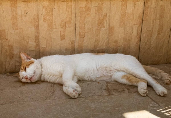 Golden Nap