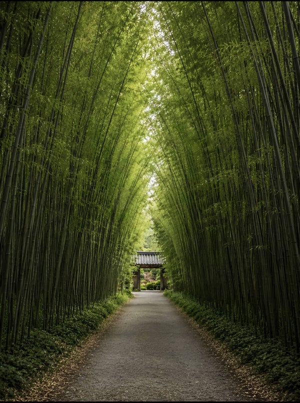 Bamboo Passage