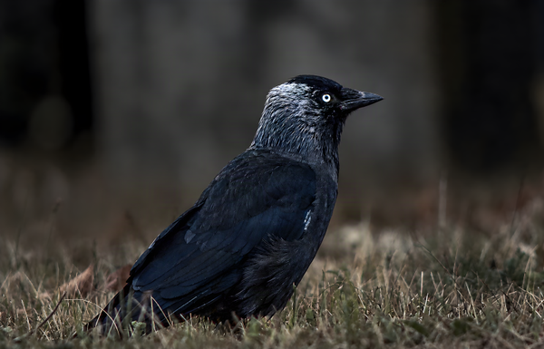 The Watchful Crow