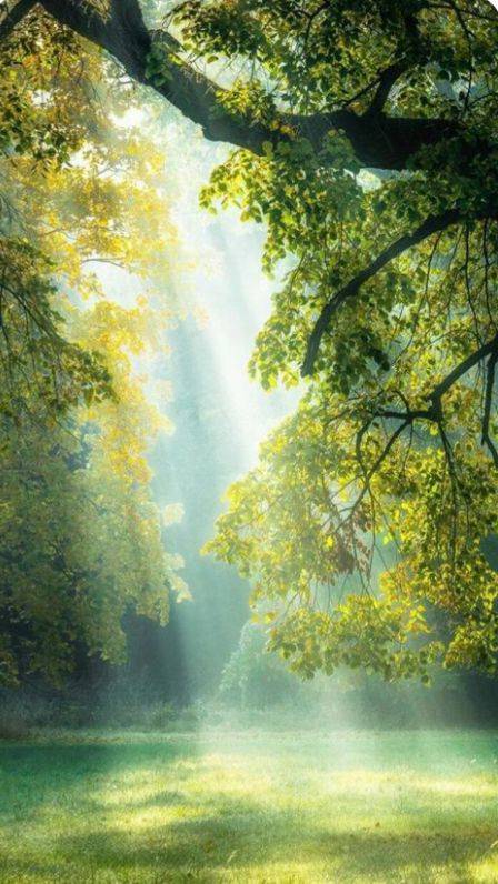 foto zonnestralen door boomtakken