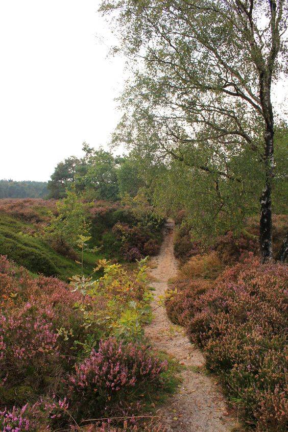 foto van zandpad tussen heide met boom