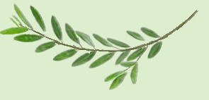 afbeelding olijven tak
